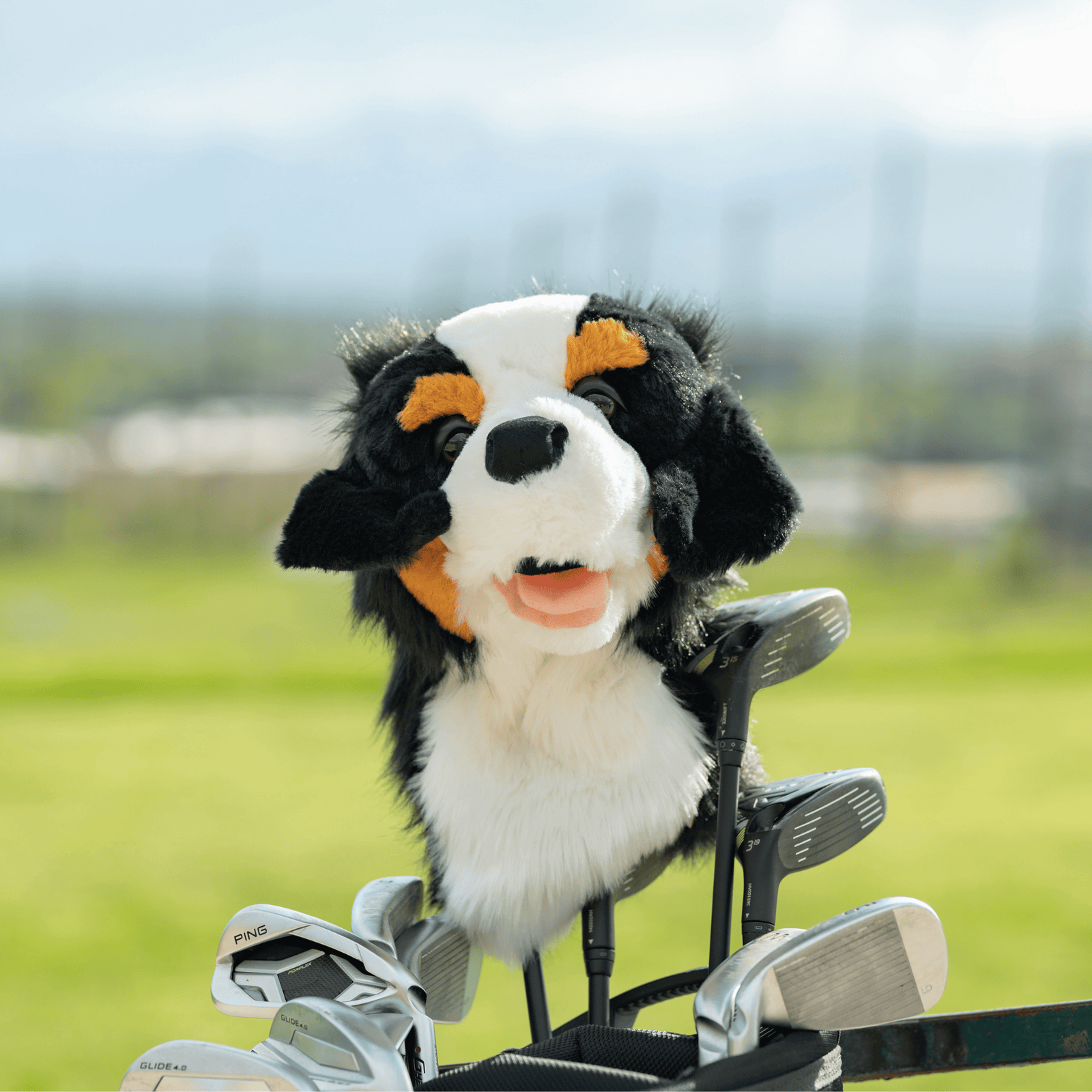 Bernese mountain dog plush golf headcover for drivers up to 460cc, photographed on a plain background