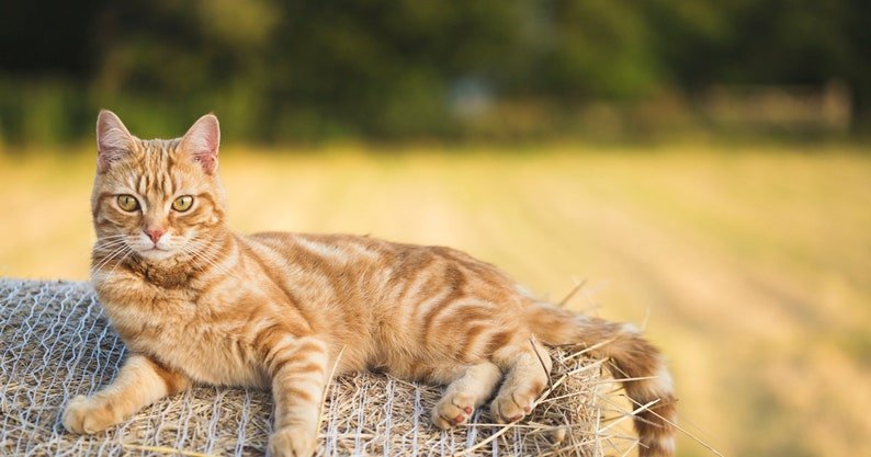 Unique Personalized Personalized Pet Pint Glass Customized Gifts for Men by Groovy Guy